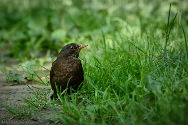 Blackbird in the Grass