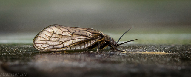 Alderfly