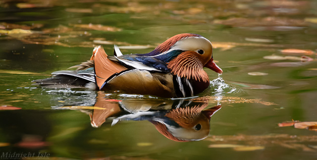 Autumn Mandarin