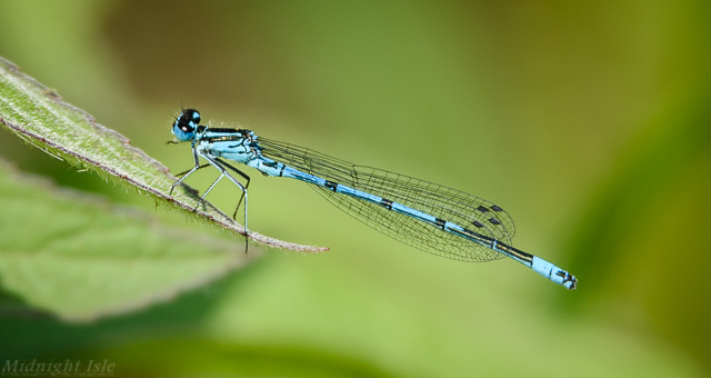 Azure Damselfly