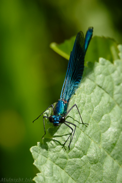 Banded Demoiselle Portrait