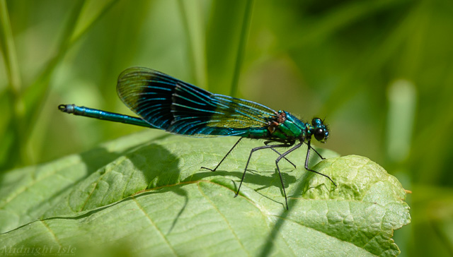 Banded Demoiselle Side