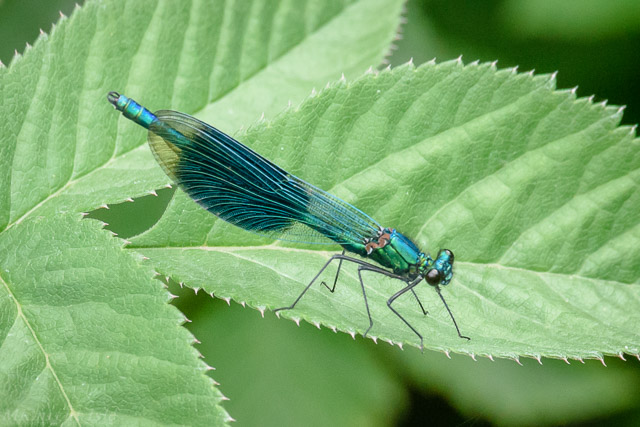 Banded Demoiselle