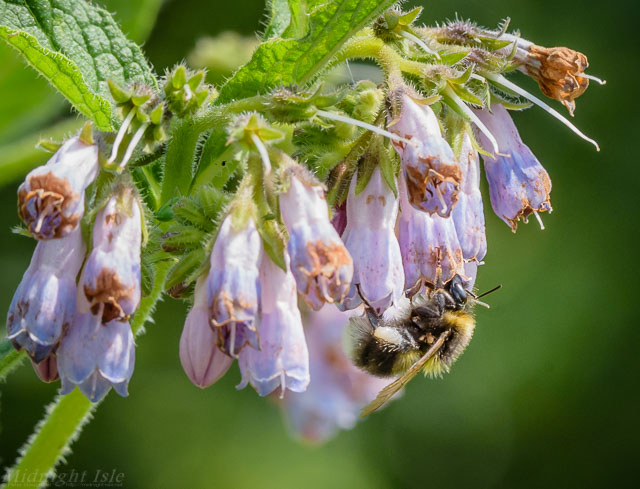 Bee on Symphytum Goldsmith