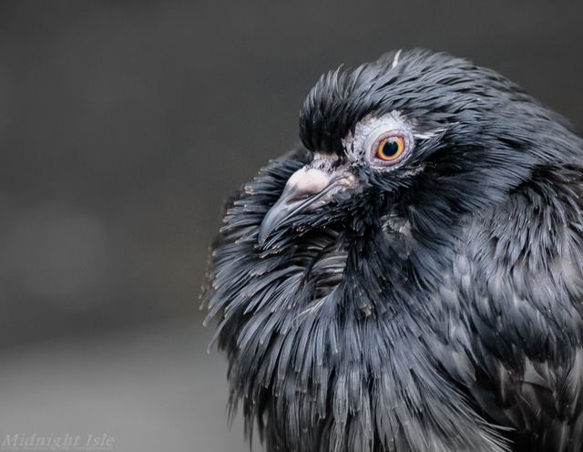 Black Pigeon Portrait