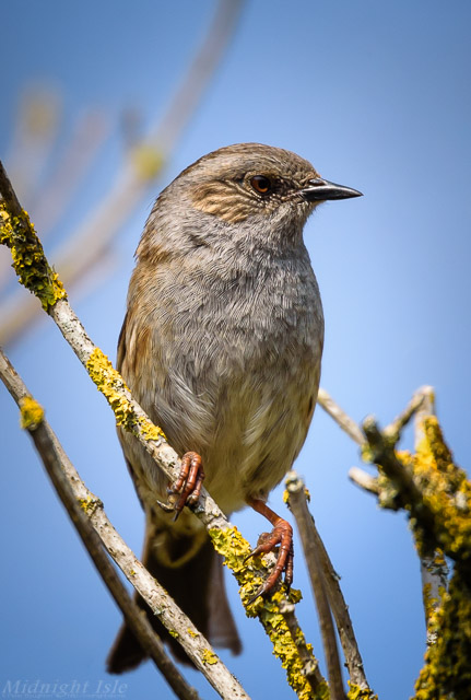 Dunnock