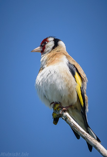 European Goldfinch