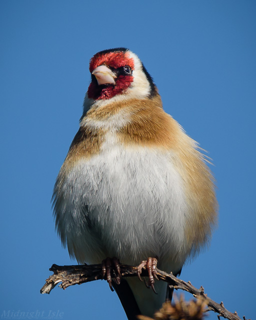 Fluffed-up Goldfinch