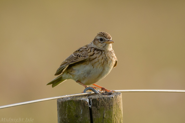 Fluffed-up Skylark