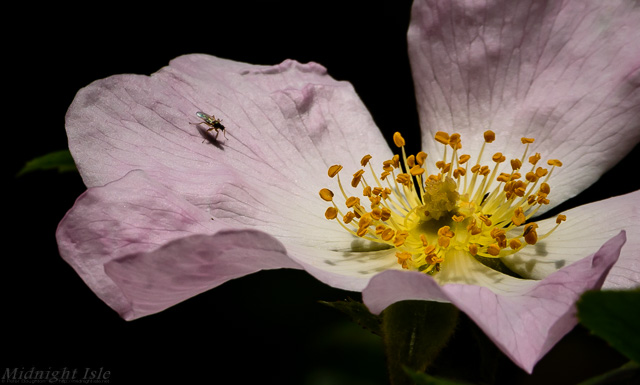 Fly on a Dog Rose