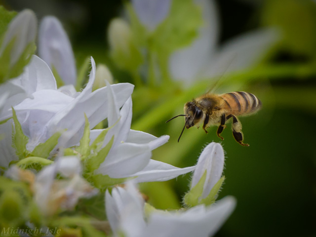 Foraging Honey Bee