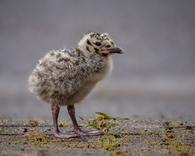 Herring Gull Chick