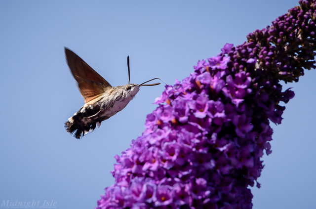 Hummingbird Hawk Moth From Below