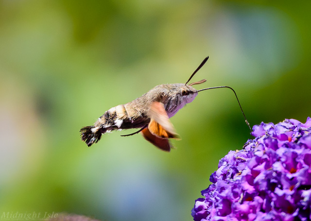 Hummingbird Hawk Moth From Side