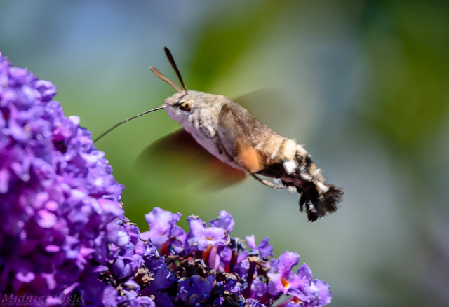 Hummingbird Hawk Moth Hovering