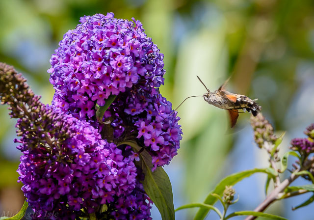 Hummingbird Hawk Moth and Buddleia