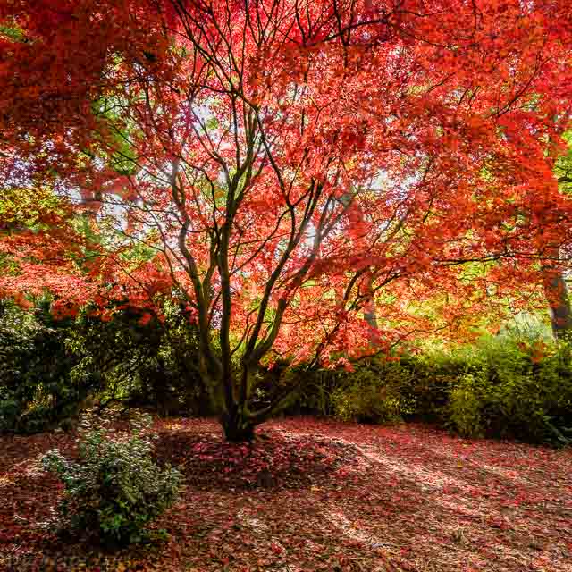 Japanese Maple