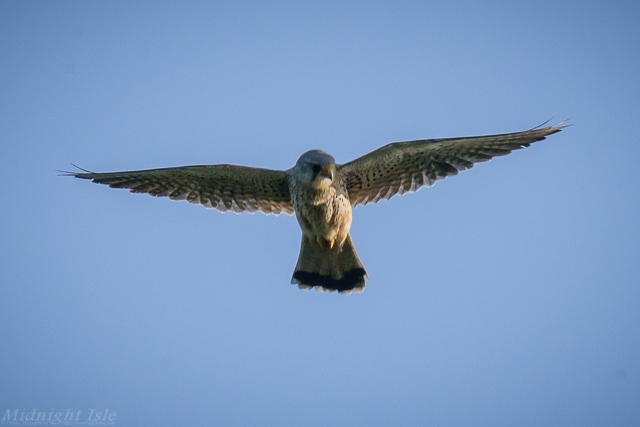 Kestrel Portrait