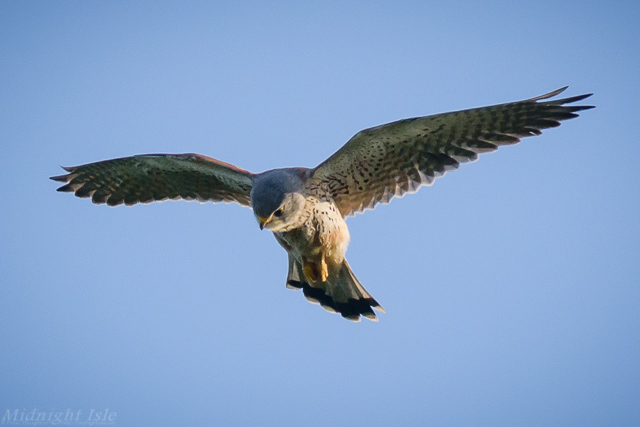 Kestrel Seeking Prey