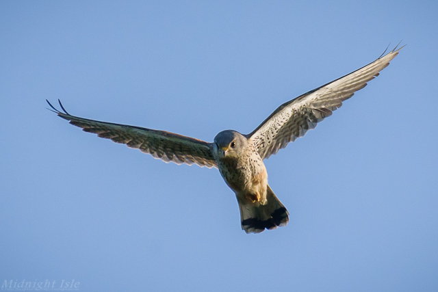 Kestrel