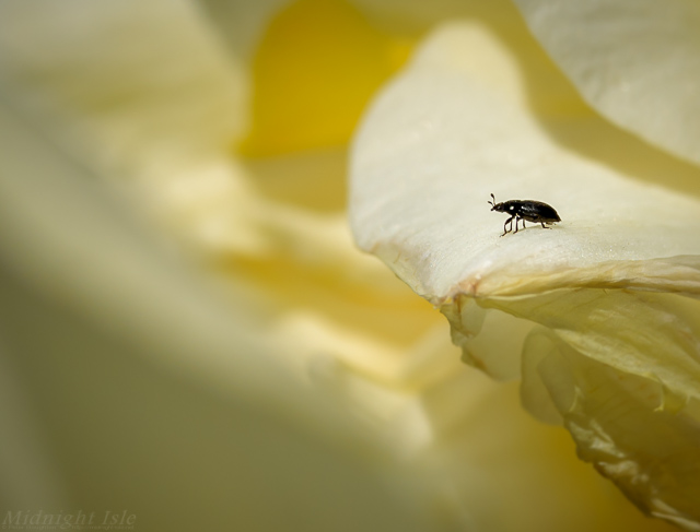 King of the Flower