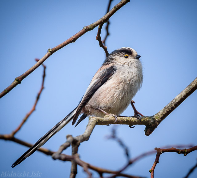 Long-tailed Tit