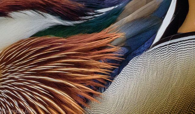 Mandarin Feathers