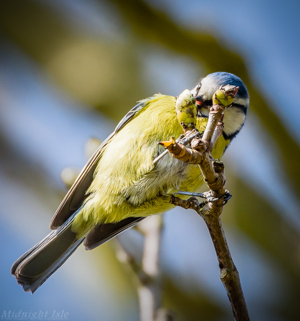 Nibbling Tit