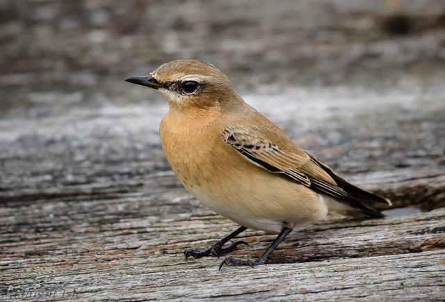 Northern Wheatear