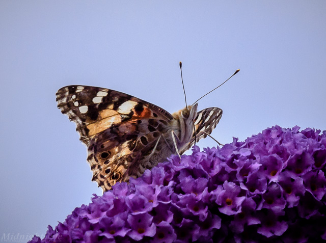 Painted Lady