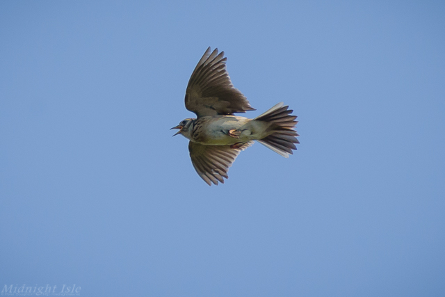 Parachuting Skylark