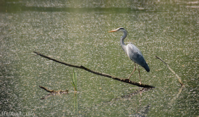 Patient Grey Heron