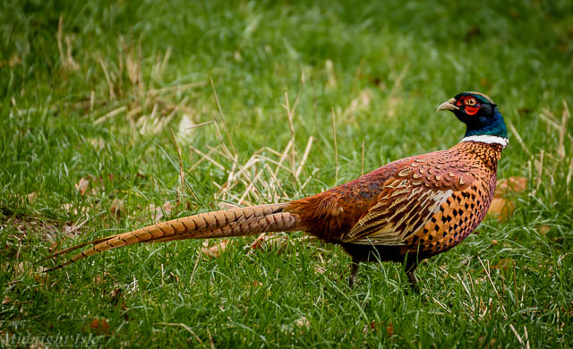 Pheasant