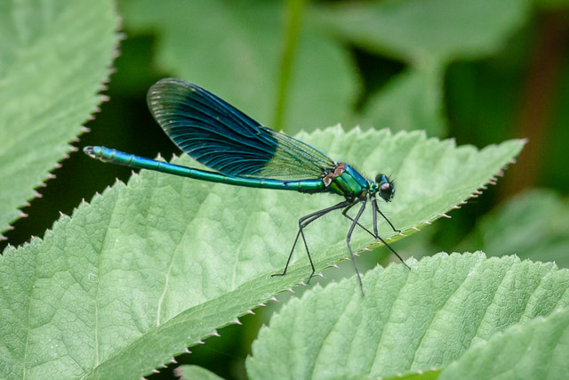 Poised Banded Demoiselle