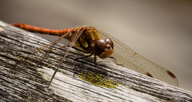 Portrait of a Darter