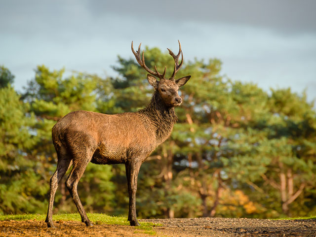 Red Deer Drying Off