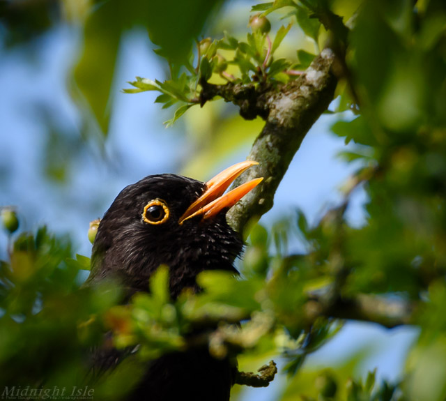 Singing Blackbird