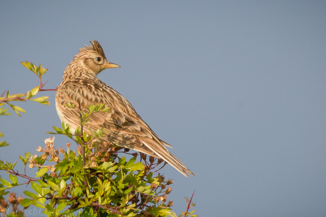 Skylark Looking Around