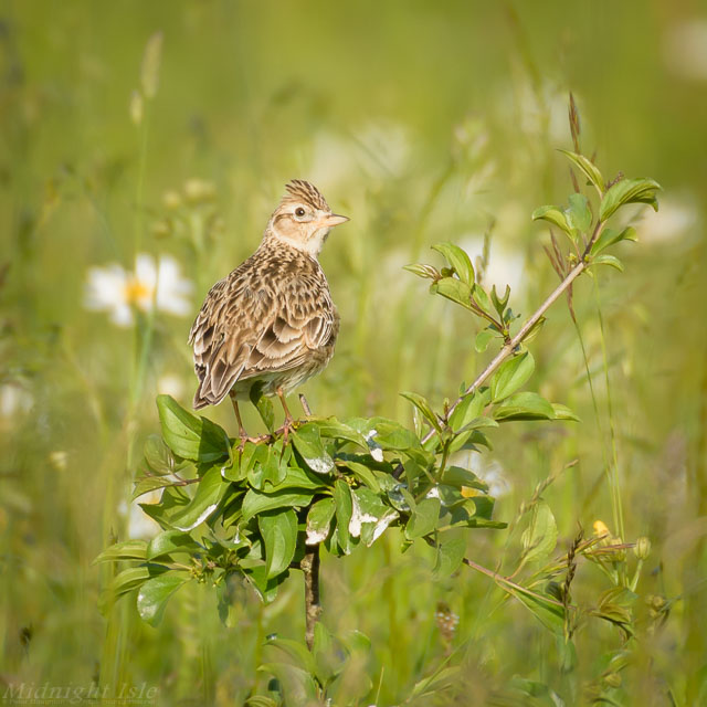 Skylark Posing