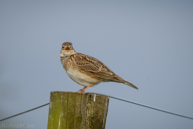 Skylark Serenade