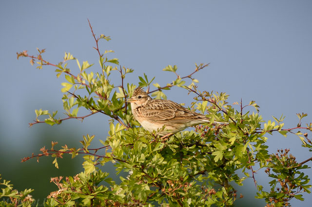 Skylark Singing in Bush