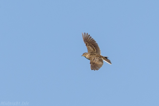 Skylark in Flight