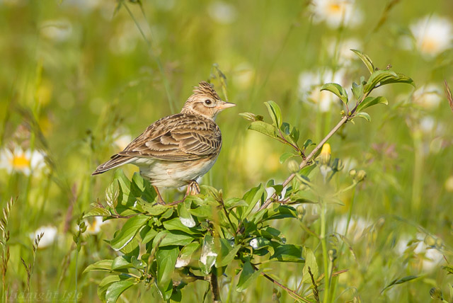 Skylark on Shrub