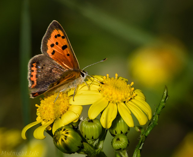 Small Copper on Oxford Ragwort