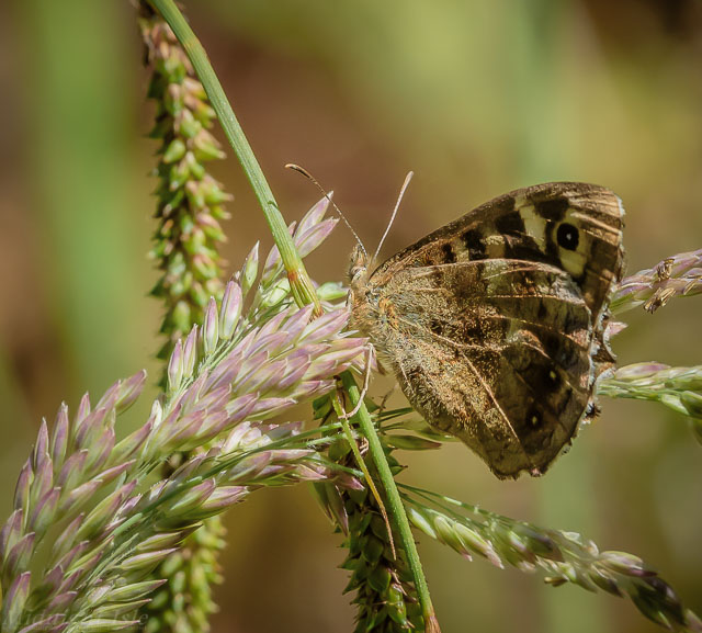 Speckled Wood on Yorkshire Fog