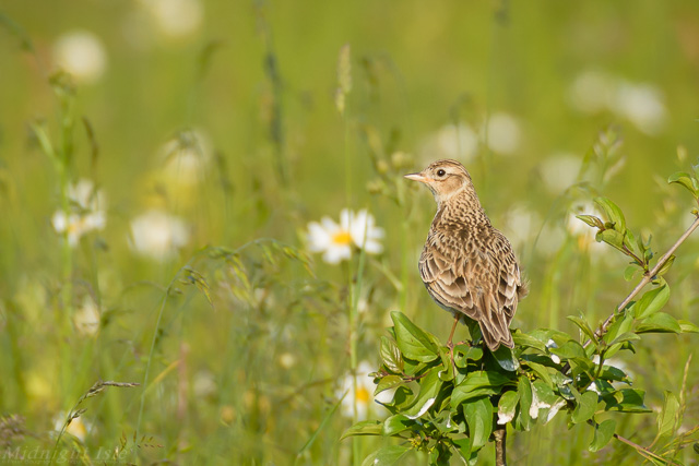 Vigilant Skylark