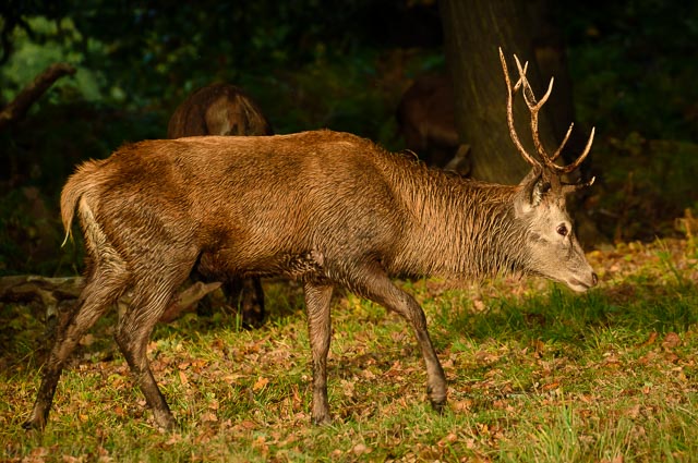 Wet Red Deer