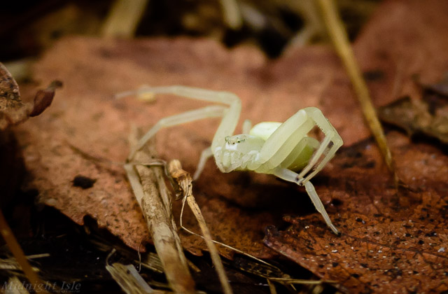 White Spider Defensive