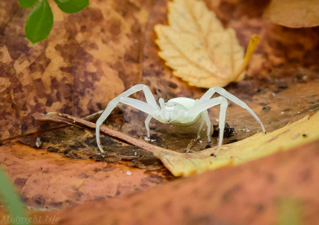 White Spider Portrait