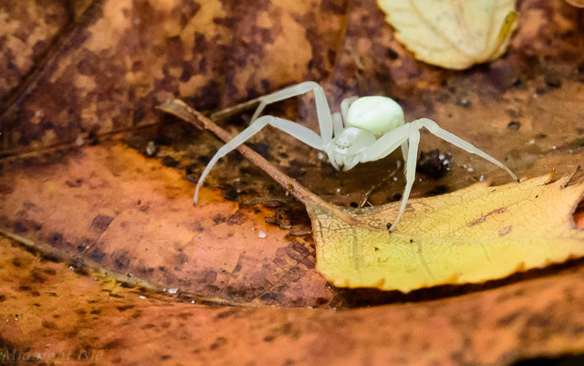 White Spider